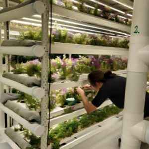 longspan shelving vertical farming